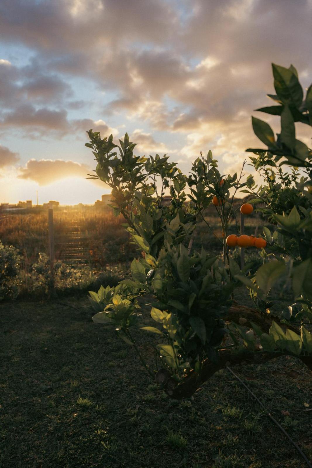 Martina'S Vineyard - Villa มาร์ซาลา ภายนอก รูปภาพ